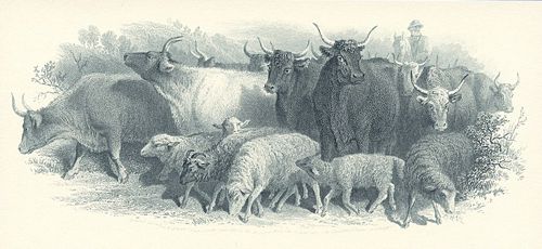 71 Cattle on the Road