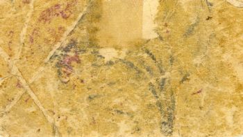 FC Urbano Guaymas 5c reverse